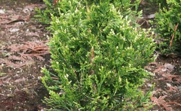 Thuja Can-Can 120-140 cm 